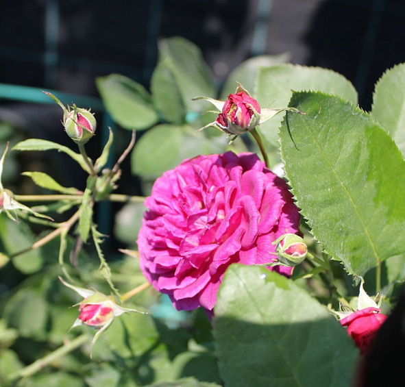 Роза 'Эбб Тайд' (флорибунда) (фиолетовая)