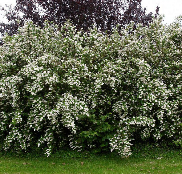 Дейция шершавая