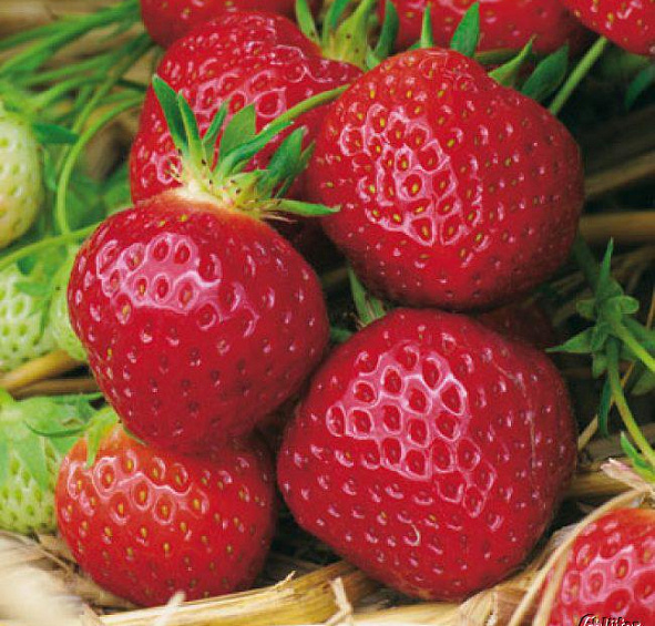 Земляника садовая (клубника) Полка