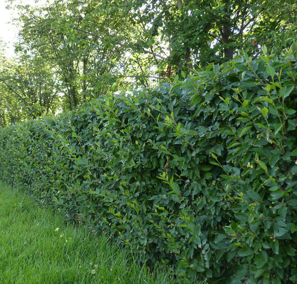 Кизильник блестящий