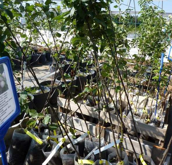 Яблоня домашняя 'Уэлси'