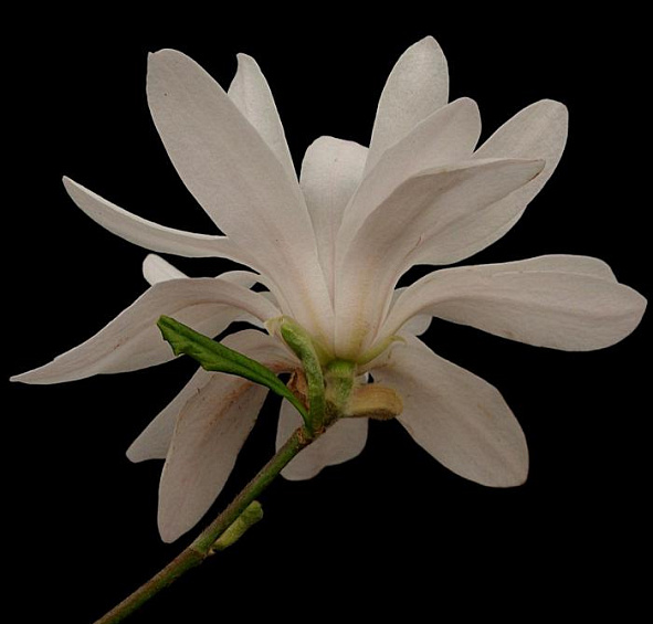 Магнолия звёздчатая 'Розеа'