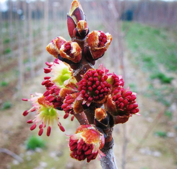 Клен сахарный (серебристый)