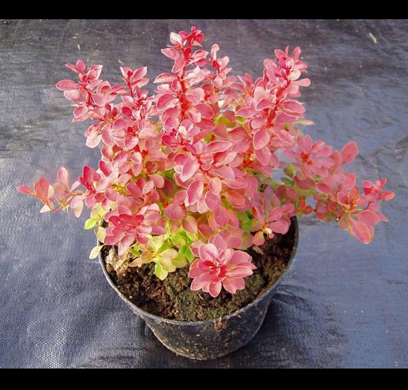 Барбарис Тунберга 'Адмирейшн'