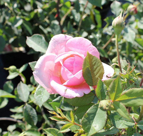 Роза 'Боскобель' (парковая) (розовая)