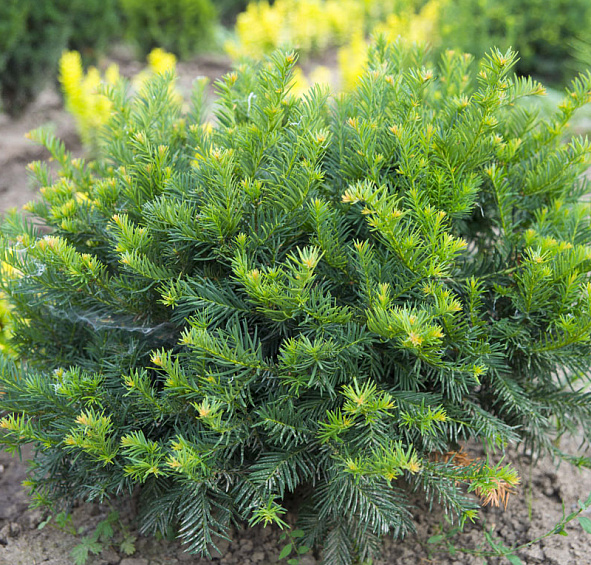 Тис ягодный 'Репанденс'