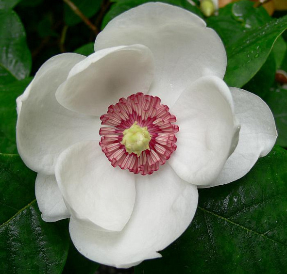 Магнолия Зибольда