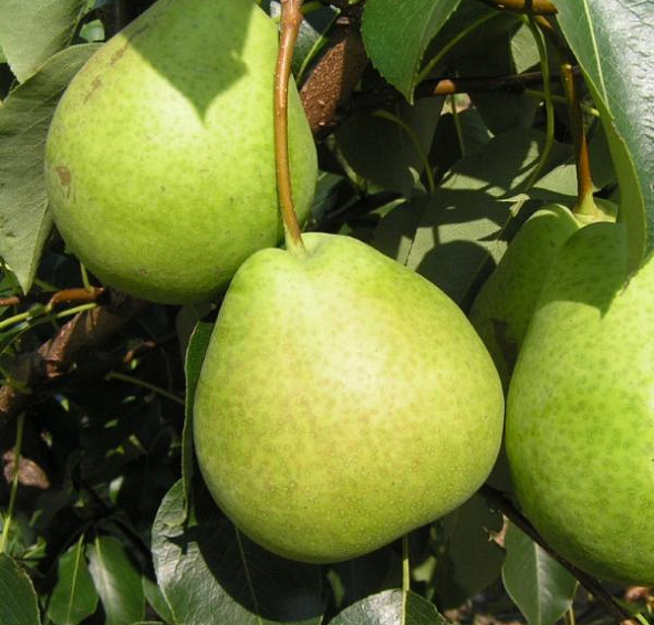 Груша Космическая