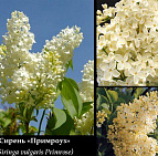 Фотоальбом Коллекция сиреней Коллекция сирени 14