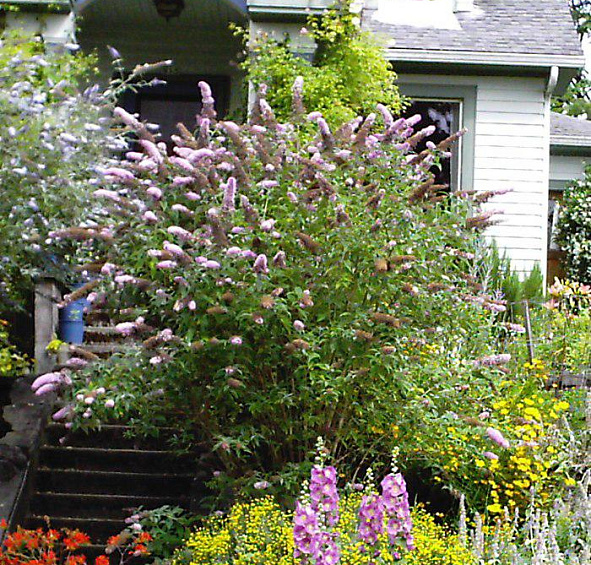 Буддлея Давида 'Лочинч'