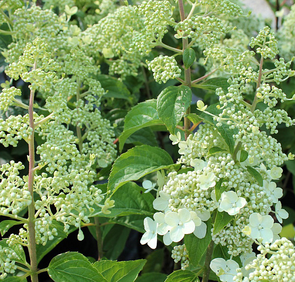 Гортензия метельчатая 'Брюсель Ласе'