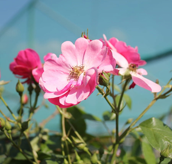 Роза 'Ангела' (флорибунда, шраб) (розовая)