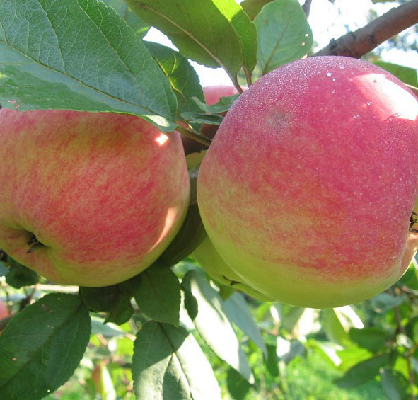 Яблоня домашняя