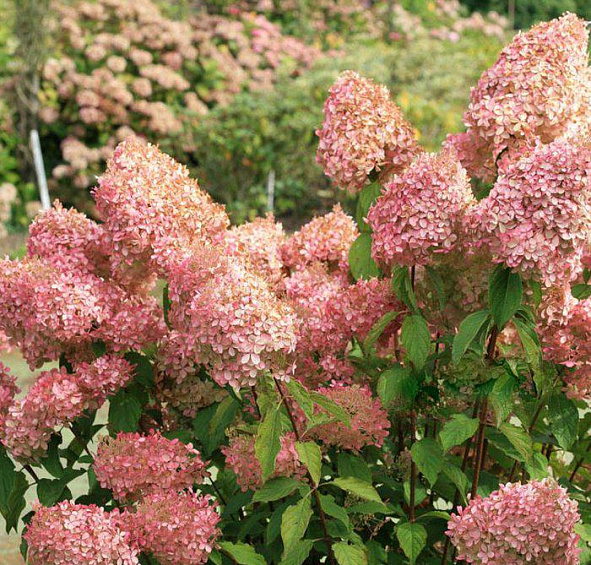 Гортензия метельчатая 'Ванилла Фрейз'