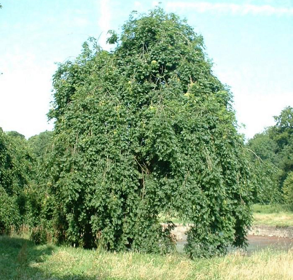 Ясень обыкновенный 'Пендула'