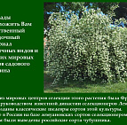 Фотоальбом Сорта Жасмина садового (чубушника) - Презентация Коллекция жасмина садового - 2