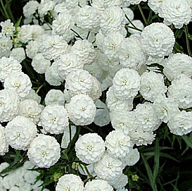 Тысячелистник птармика 'Ноблесс'