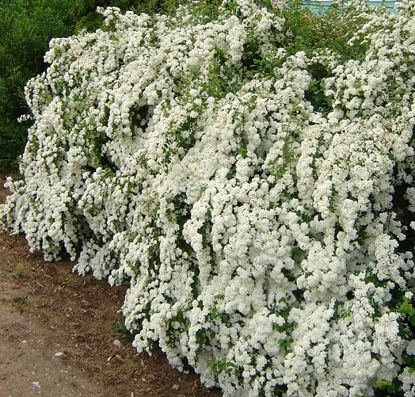 Спирея Вангутта