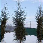 Фотоальбом Хвойные деревья с комом для зимней посадки. Ель, сосна. Фотография 10