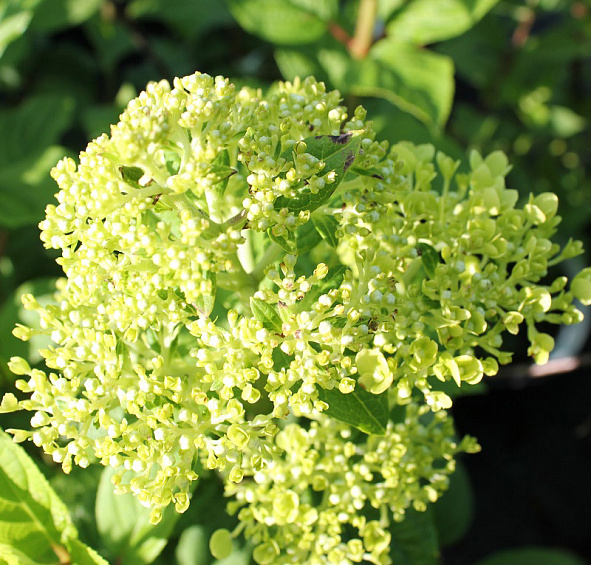 Гортензия метельчатая 'Лаймлайт'