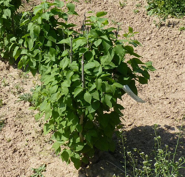 Сирень обыкновенная