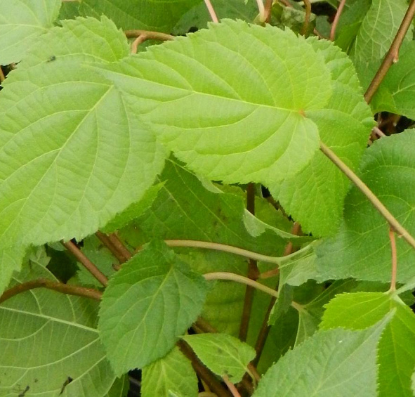 Актинидия коломикта Клара Цеткин