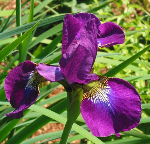 Ирис сибирский 'Эвен'