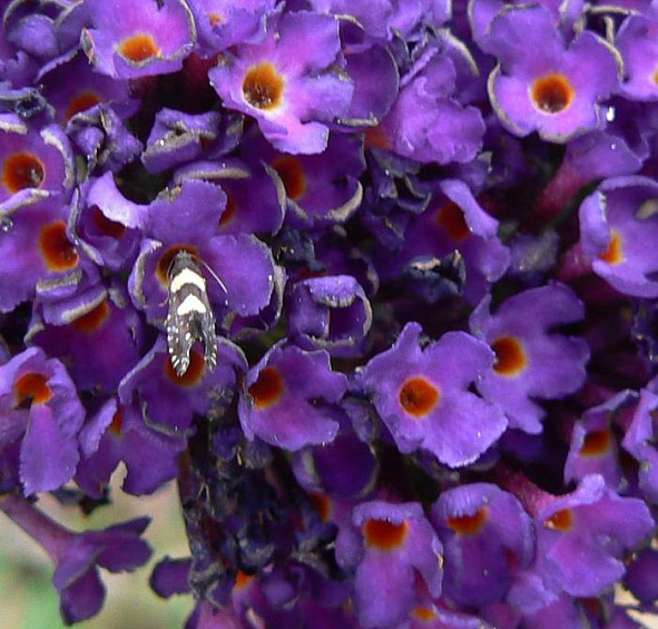 Буддлея Давида 'Блек Найт'