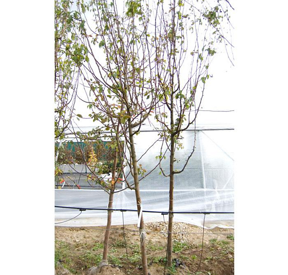 Яблоня декоративная 'Стрит Парад'