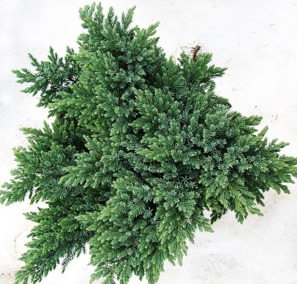 Можжевельник чешуйчатый 'Блу Швед'