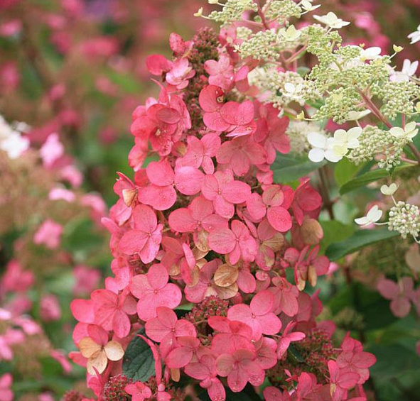 Гортензия метельчатая 'Пинк Даймонд'