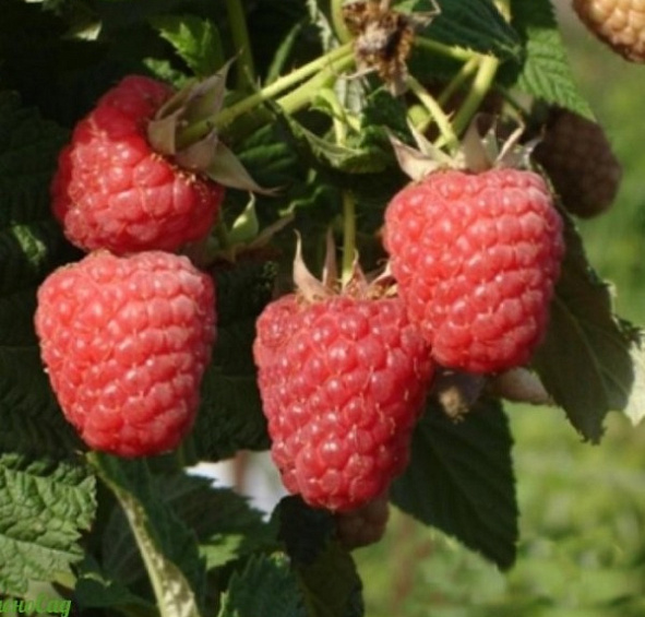 Малина 'Мираж'