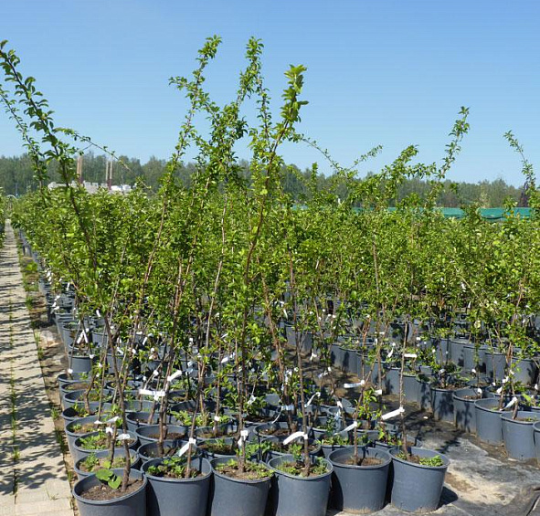 Алыча 'Кубанская комета'