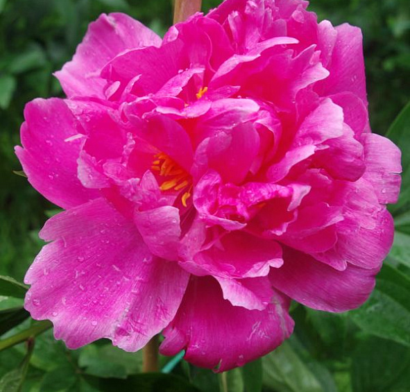 Пион Беттер Таймс (Better Times)