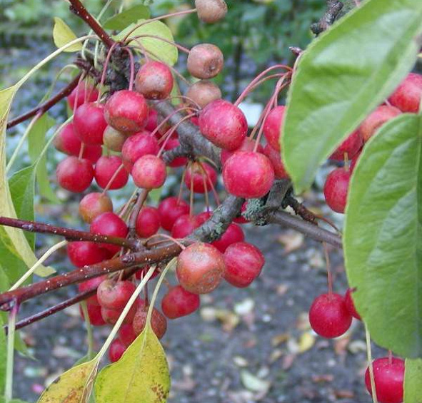 Яблоня декоративная 'Невиль Копеман'