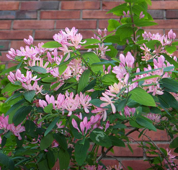 Жимолость татарская