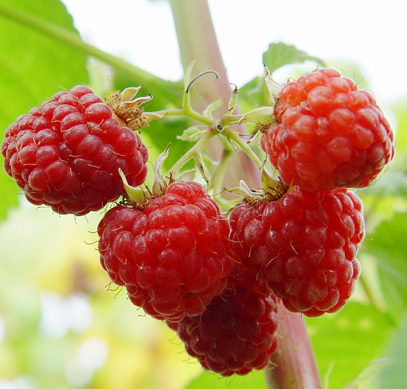 Малина 'Гусар'