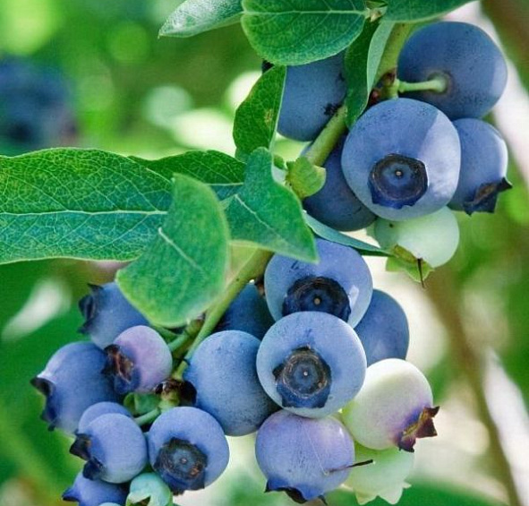 Голубика высокорослая 'Беркли'