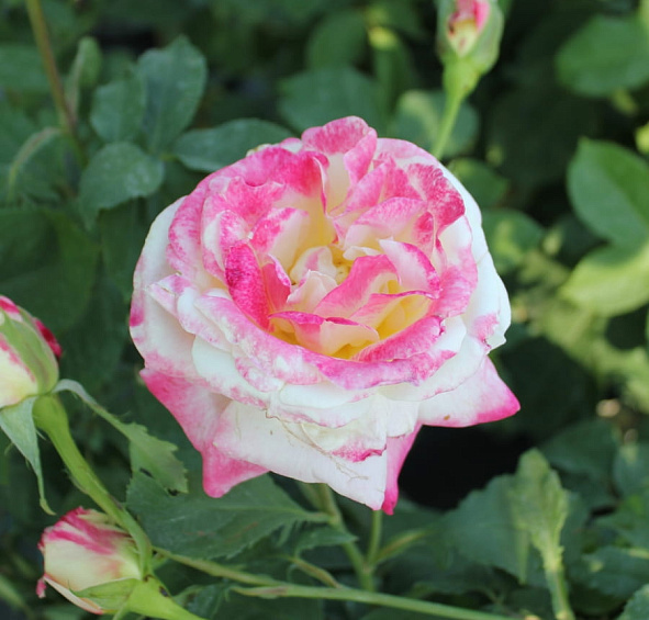 Роза 'Чандос Бьюти' (чайно-гибридная)(персиково - белая)