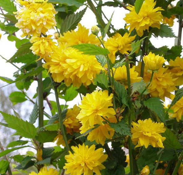 Керрия японская 'Пленифлора'