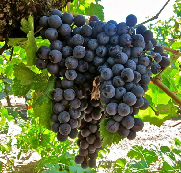 Виноград 'Сфинкс'