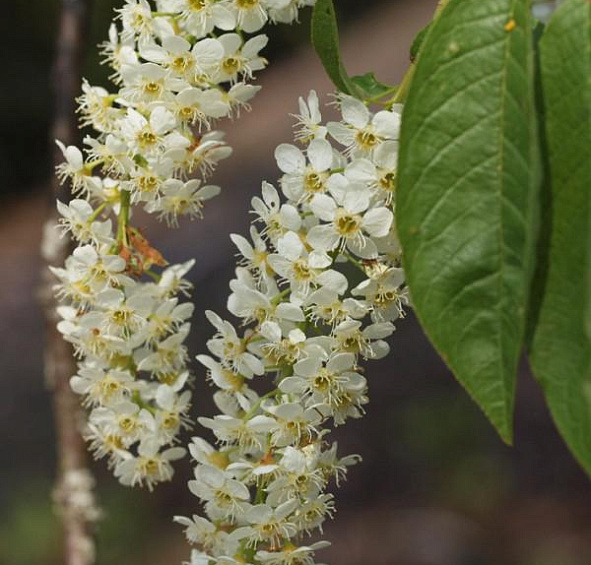 Черемуха обыкновенная 'Ватерери'