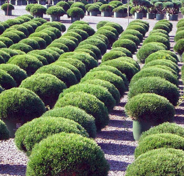 Сосна горная 'Пумилио'