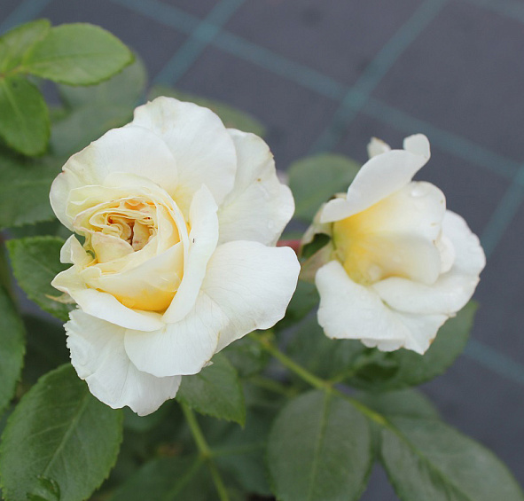 Роза 'Леди Романтика' (флорибунда) (белая)