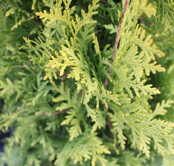 Туя западная 'Голден Брабант'