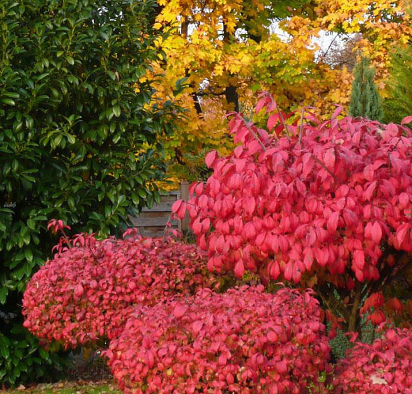 Бересклет крылатый 'Компакта'