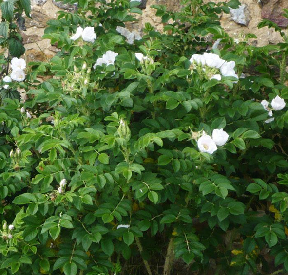 Роза ругоза 'Альба' (белая)