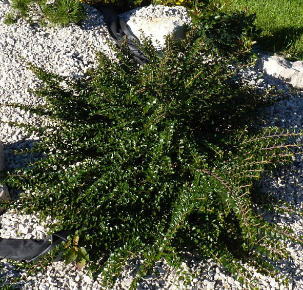 Кизильник горизонтальный