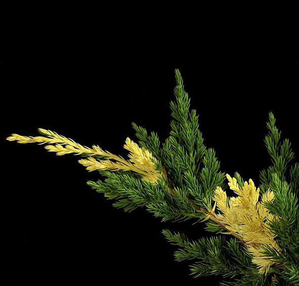 Можжевельник китайский 'Экспанса Вариегата'