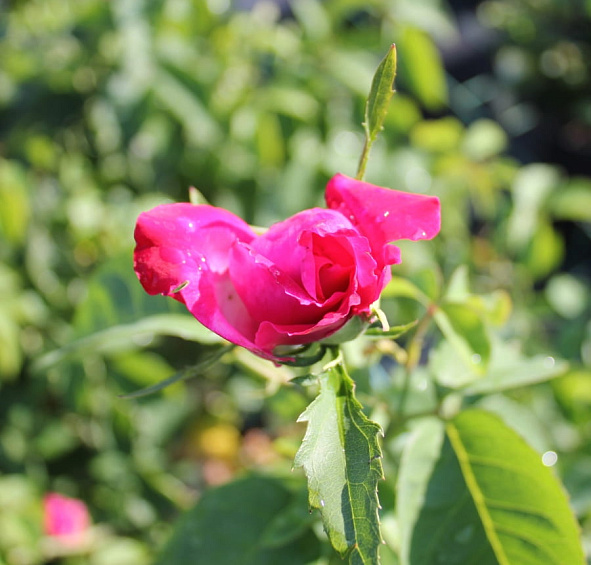 Роза 'Каприз де Мейланд' (чайно-гибридная) (розовая)